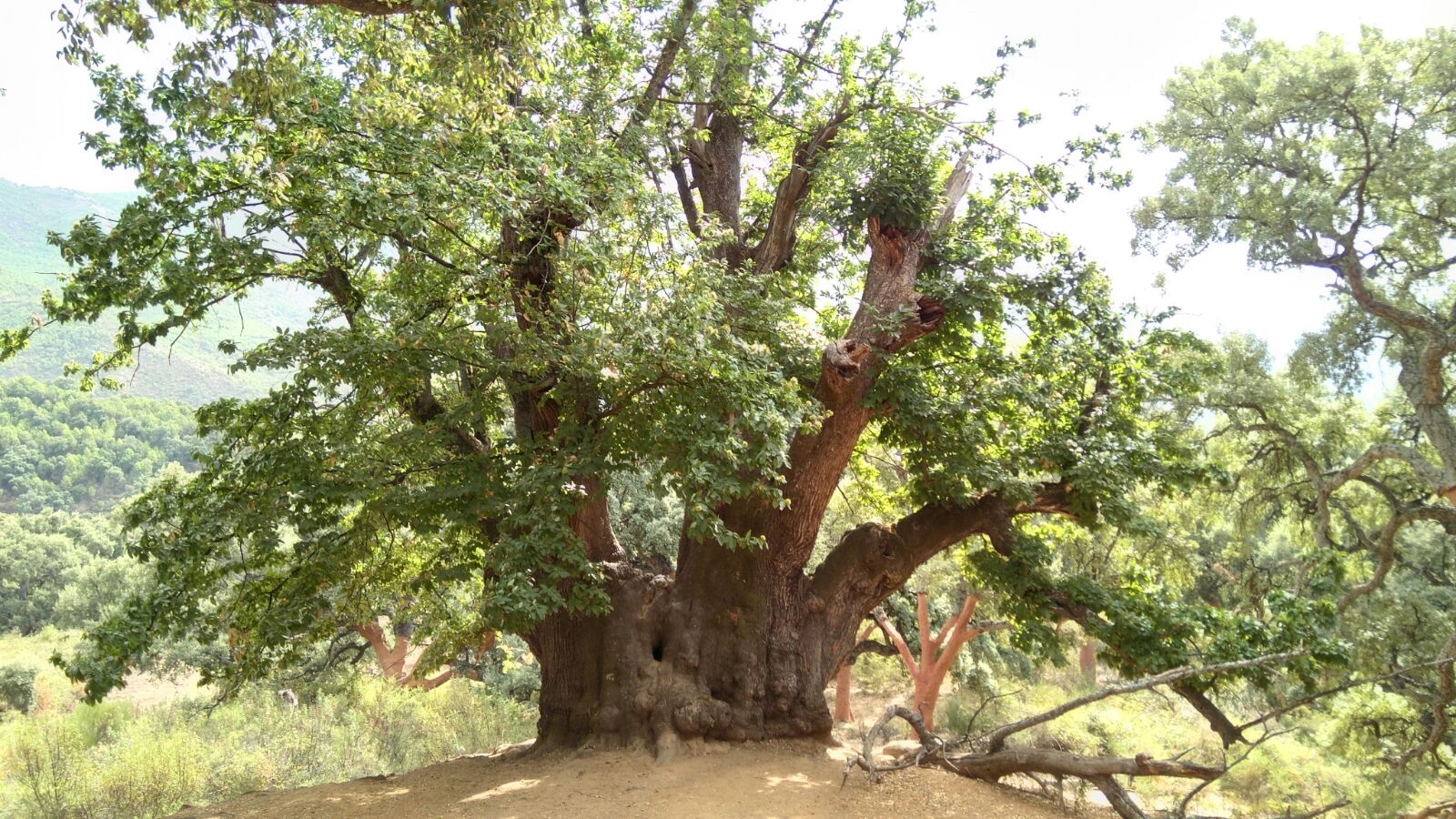El Castaño Santo: El árbol más antiguo de Andalucía, será declarado ...